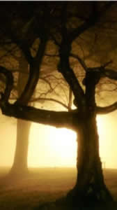 sunset tree